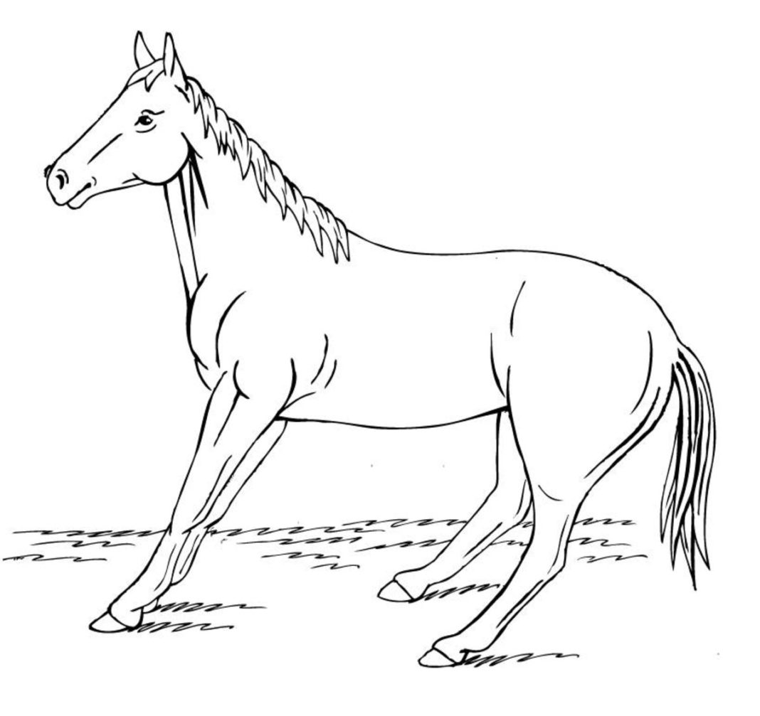 Конь и лошадь