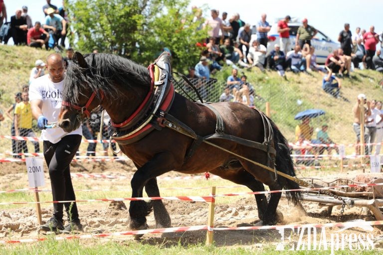 Грант на коневодство