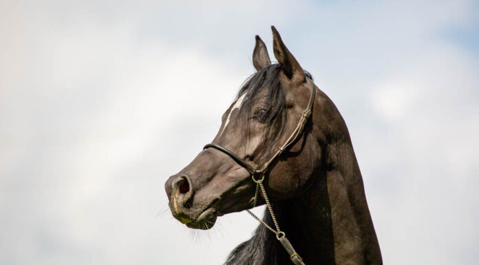 КАК ВИЖДАТ КОНЕТЕ И ЗАЩО Е ВАЖНО ДА ЗНАЕМ ТОВА