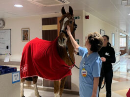 Tерапевтичният кон в помощ на пациентите от Acibadem City Clinic УМБАЛ Младост
