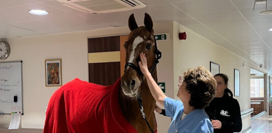 Tерапевтичният кон в помощ на пациентите от Acibadem City Clinic УМБАЛ Младост