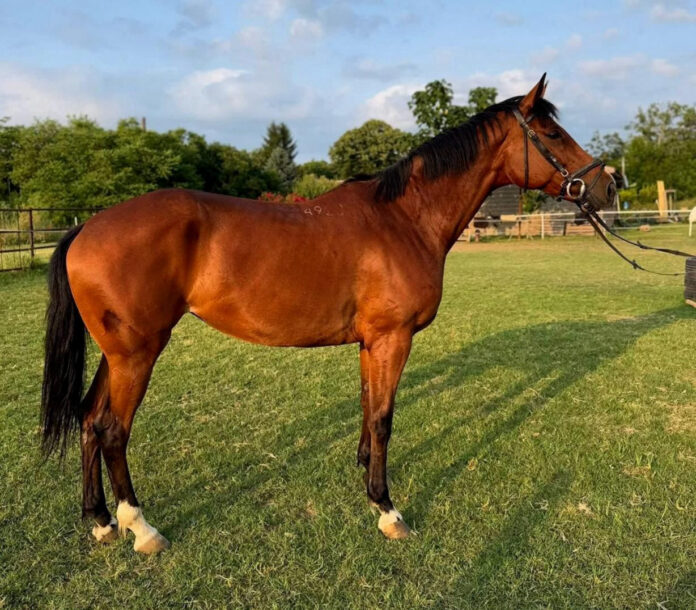 Продава се кобила от Чистокръвна английска порода