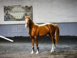 Вечер, в която конете, виното и българските традиции се срещнаха под звездите